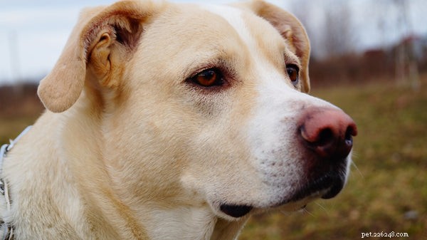 Top 9 Dog Breeds Perfect for Senior Pet Owners