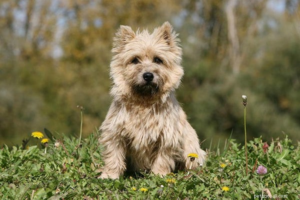 The 5 Most Iconic Dogs in Film, TV, and Pop Culture