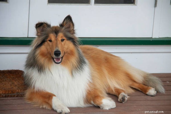 The 5 Most Iconic Dogs in Film, TV, and Pop Culture