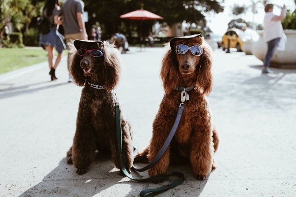 The 5 Most Iconic Dogs in Film, TV, and Pop Culture