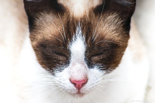 The Fascinating Science Behind Your Cat’s Nose