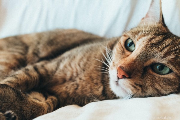 The Fascinating Science Behind Your Cat’s Nose