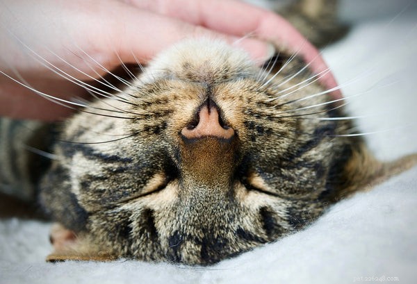 The Fascinating Science Behind Your Cat’s Nose