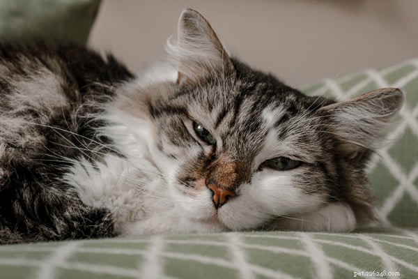 The Fascinating Science Behind Your Cat’s Nose