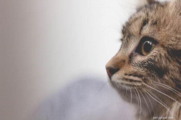 The Fascinating Science Behind Your Cat’s Nose