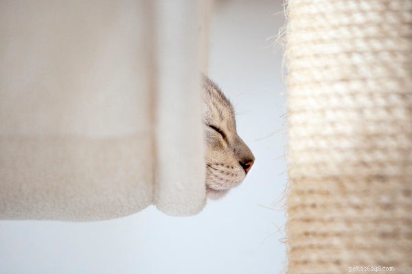 The Fascinating Science Behind Your Cat’s Nose