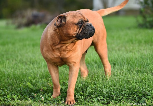 Top 5 Reasons Why Dogs Chase Their Tails (and How to Address It)