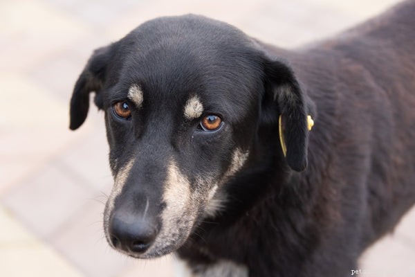 Top 5 Reasons Why Dogs Chase Their Tails (and How to Address It)