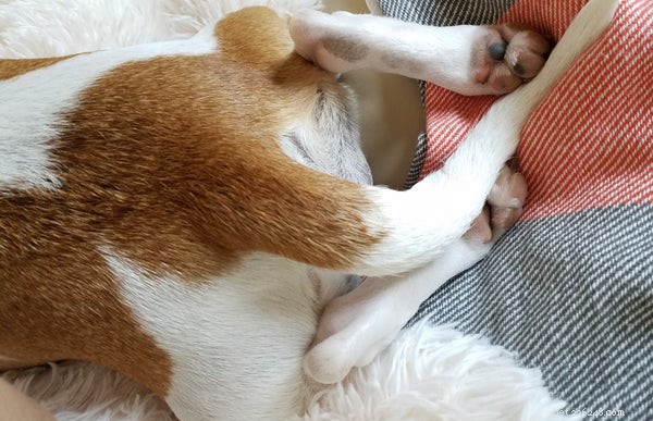 Top 5 Reasons Why Dogs Chase Their Tails (and How to Address It)