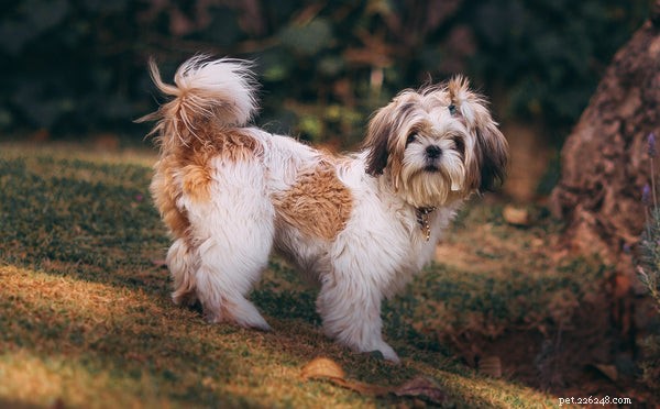 Top 5 Reasons Why Dogs Chase Their Tails (and How to Address It)