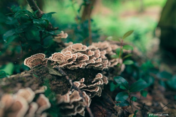 Mushroom Supplements for Dogs: A Vet-Approved Guide to Health Benefits