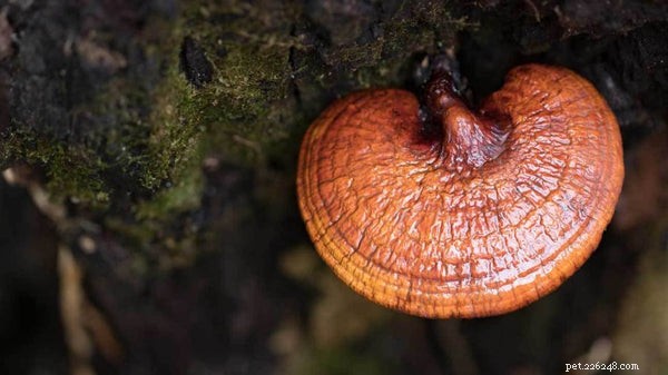 Mushroom Supplements for Dogs: A Vet-Approved Guide to Health Benefits