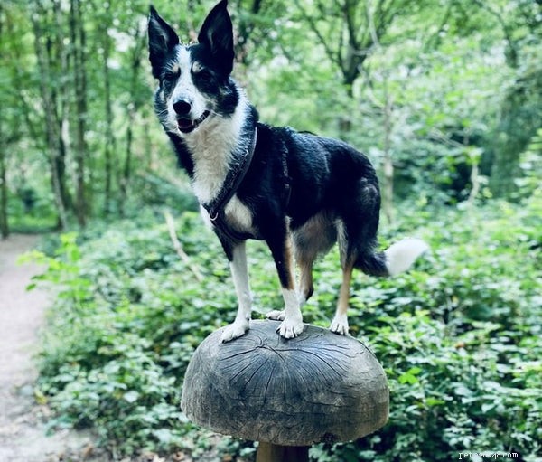 Mushroom Supplements for Dogs: A Vet-Approved Guide to Health Benefits