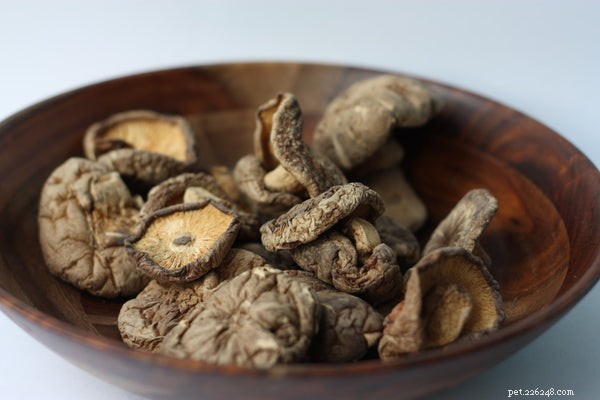 Mushroom Supplements for Dogs: A Vet-Approved Guide to Health Benefits