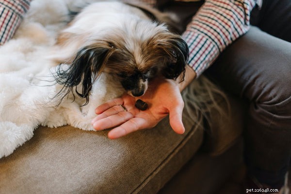 How to Choose the Best Puppy Food: Expert Tips for Healthy Growth