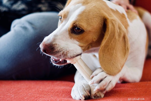 How to Choose the Best Puppy Food: Expert Tips for Healthy Growth