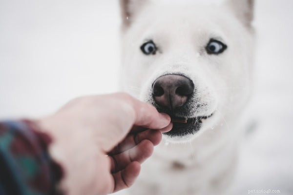 How to Choose the Best Puppy Food: Expert Tips for Healthy Growth