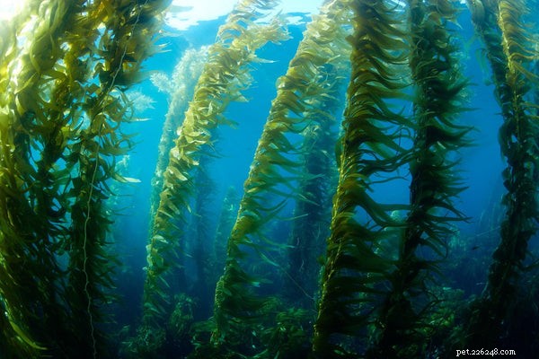 Kelp for Dogs: Boosting Health & Wellness Naturally