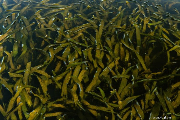 Kelp for Dogs: Boosting Health & Wellness Naturally