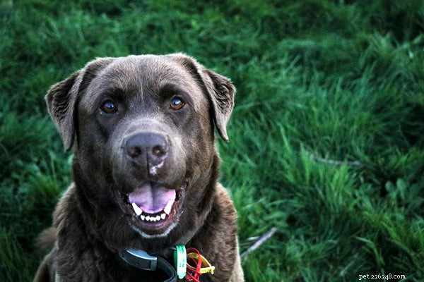 Kelp for Dogs: Boosting Health & Wellness Naturally