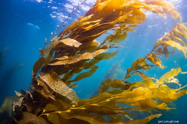 Kelp for Dogs: Boosting Health & Wellness Naturally