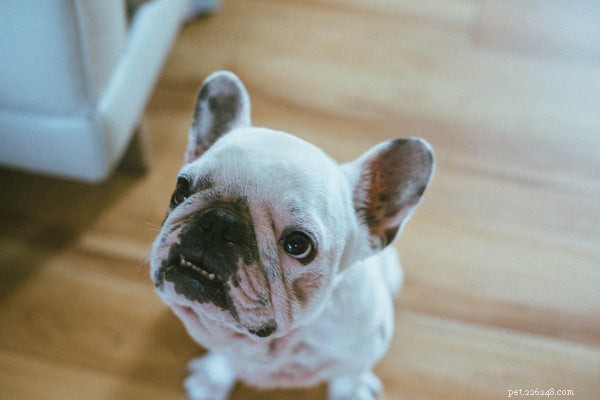 Kelp for Dogs: Boosting Health & Wellness Naturally