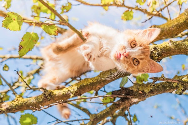 Understanding Unusual Cat Behaviors: What You Should Know
