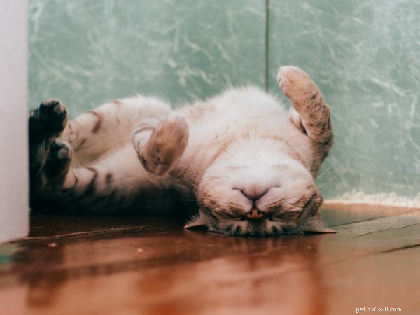 Understanding Unusual Cat Behaviors: What You Should Know