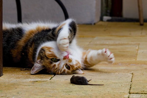 Understanding Unusual Cat Behaviors: What You Should Know