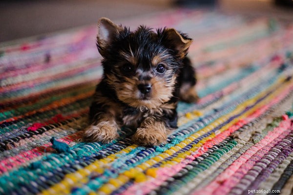 Accurate Dog Weight Tracking: How to Use a Weight Calculator Effectively