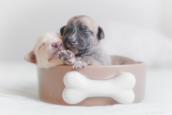 Accurate Dog Weight Tracking: How to Use a Weight Calculator Effectively