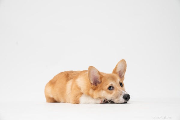 Accurate Dog Weight Tracking: How to Use a Weight Calculator Effectively