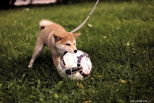 Shiba Inu vs Akita: A Detailed Comparison of Two Iconic Japanese Breeds