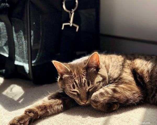 Essential Cat Supplies Before Adopting Your New Feline Companion
