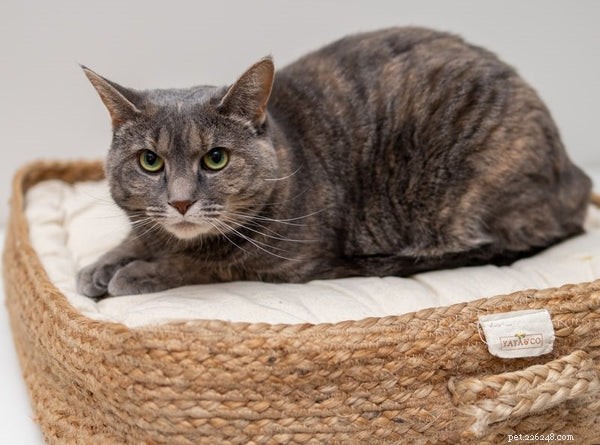 Essential Cat Supplies Before Adopting Your New Feline Companion