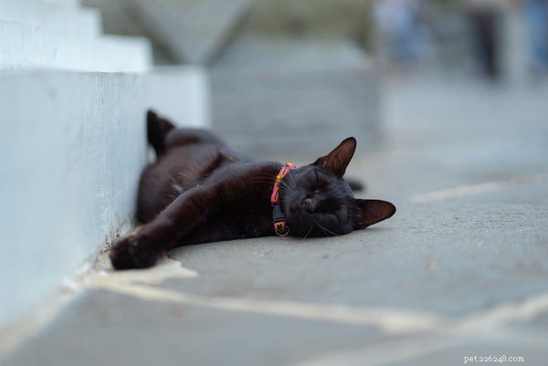 Essential Cat Supplies Before Adopting Your New Feline Companion