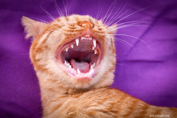 Expert Guide to Cat Grooming: Tips, Tricks, and Best Practices
