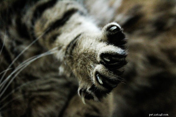 Expert Guide to Cat Grooming: Tips, Tricks, and Best Practices