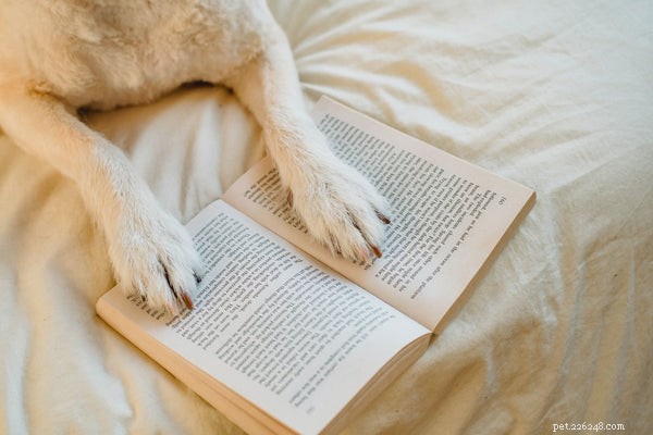 Essential Guide to Dog Paw Balm: Protect and Heal Your Pet’s Paws