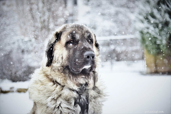 Essential Guide to Dog Paw Balm: Protect and Heal Your Pet’s Paws