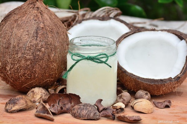 Essential Guide to Dog Paw Balm: Protect and Heal Your Pet’s Paws
