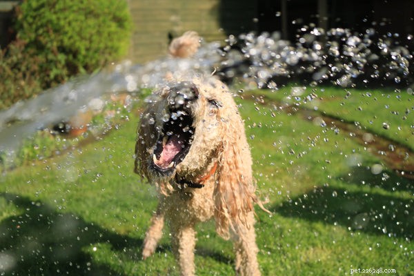 Essential Guide to Dog Paw Balm: Protect and Heal Your Pet’s Paws