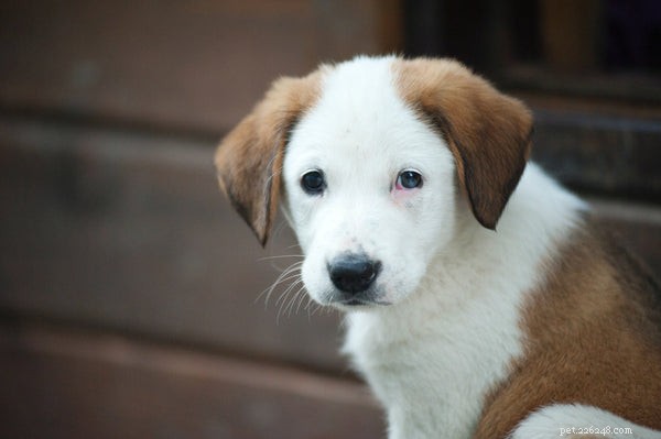 How to Clean Your Dog’s Ears Safely: A Complete Step‑by‑Step Guide