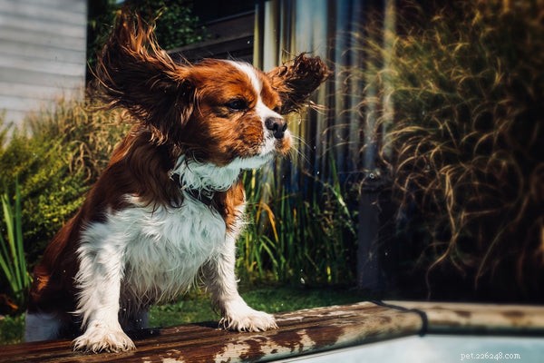 How to Clean Your Dog’s Ears Safely: A Complete Step‑by‑Step Guide