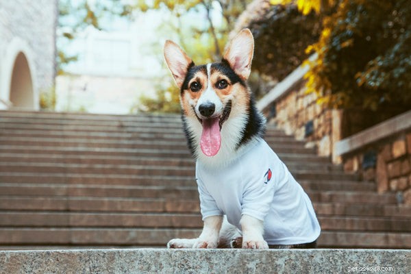 How to Clean Your Dog’s Ears Safely: A Complete Step‑by‑Step Guide