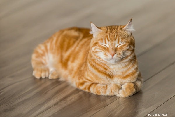 The Complete Guide to Pet Vaccinations: Protect Your Companion Today