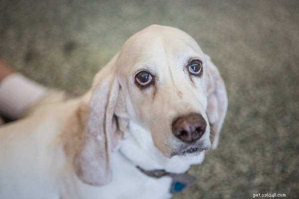 Basset Hound Adoption Guide: What You Need to Know About Welcoming These Loyal Pups