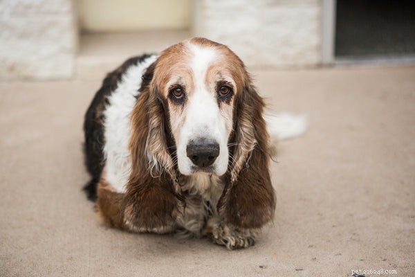 Basset Hound Adoption Guide: What You Need to Know About Welcoming These Loyal Pups