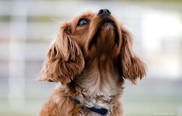 Understanding Dog Growling: Signs, Causes, and How to Respond