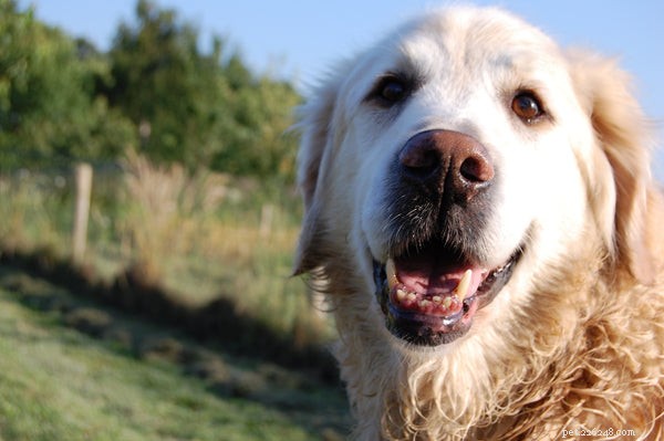 Understanding a Dog s Life Cycle: From Puppy to Senior